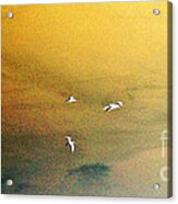 Birds In Flight Posterized Acrylic Print