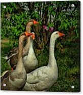 Birds Of A Feather Acrylic Print