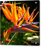 Birds Of Paradise Acrylic Print