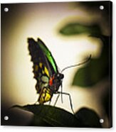 Birdwing Butterfly Acrylic Print