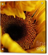 Birth Of A Sunflower Acrylic Print