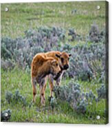 Bison Calfs Yellowstone National Park Acrylic Print