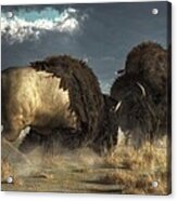 Bison Fight Acrylic Print