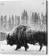 Bison In Black And White Acrylic Print