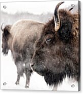 Bison In Winter Acrylic Print