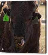 Bison One Horn Tongue In Nose Acrylic Print