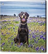 Black And Tan Coonhound In Field Of Acrylic Print