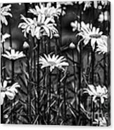 Black And White Daisies Acrylic Print