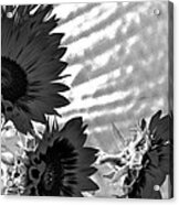 Black And White Flower Of The Sun Acrylic Print