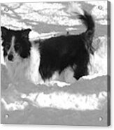 Black And White In The Snow Acrylic Print