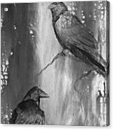 Black And White Ravens Acrylic Print