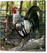 Black And White Rooster Acrylic Print