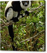 Black And White Ruffed Lemur Acrylic Print
