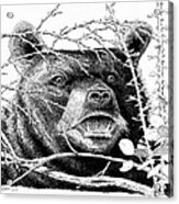 Black Bear Boar Acrylic Print