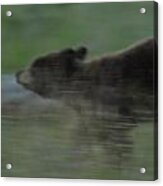 Black Bear Cub Acrylic Print