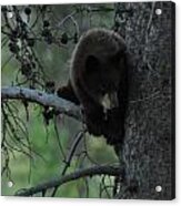 Black Bear Cub In Tree Acrylic Print