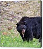 Black Bear In Manning Park Acrylic Print