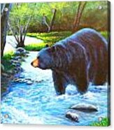 Black Bear In Stream Acrylic Print