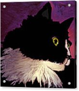 Black Cat On Purple Horizontal Acrylic Print