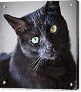Black Cat Portrait Acrylic Print