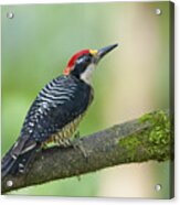 Black-cheeked Woodpecker Male Milpe Acrylic Print