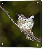 Black-chinned Hummingbird In Nest Acrylic Print