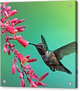 Black Chinned Hummingbird Acrylic Print