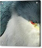 Black-crowned Night Heron Close-up Acrylic Print