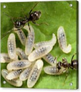 Black Garden Ants Carrying Larvae Acrylic Print