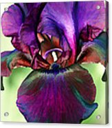 Black Iris Acrylic Print