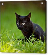 Black Kitten Acrylic Print