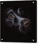Black Labrador Painting Acrylic Print