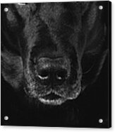 Black Labrador Retriever Acrylic Print