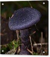 Black Mushroom Acrylic Print