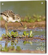 Black Necked Stilt Baby Looking For Food Acrylic Print