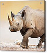 Black Rhinoceros Acrylic Print