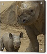 Black Rhinoceros Mother And Calf Acrylic Print