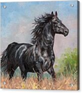 Black Stallion Acrylic Print