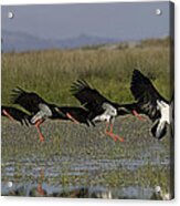 Black Stork, Ciconia Nigra, Landing, Photomontage. Acrylic Print
