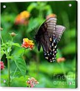 Black Swallowtail Among The Flowers Acrylic Print