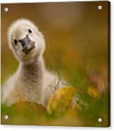 Black Swan Baby Acrylic Print