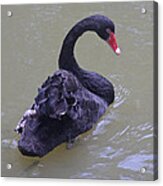 Black Swan, Melbourne, Australia Acrylic Print