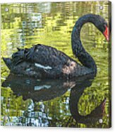 Black Swan Acrylic Print