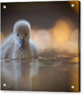 Black Swan Acrylic Print