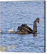 Black Swans Acrylic Print
