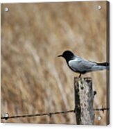 Black Tern Acrylic Print