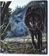 Black Wolf Hunting Acrylic Print
