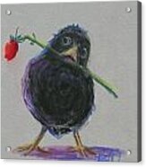 Blackbird Love Acrylic Print