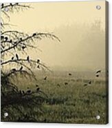 Blackbirds Singing In The Morning Fog Acrylic Print