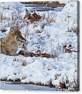 Blacktail Coyote Acrylic Print